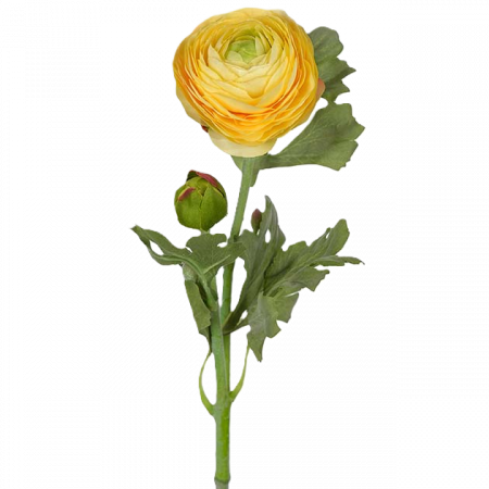 Ranunkel gul 50 cm