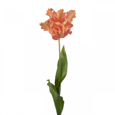 Tulpan aprikos 70 cm OBS! Endast för avhämtning Båstad