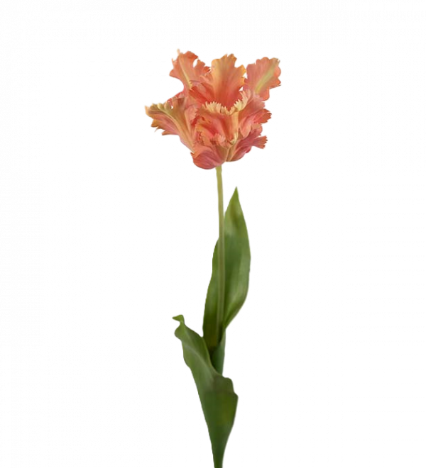 Tulpan aprikos 70 cm OBS! Endast för avhämtning Båstad