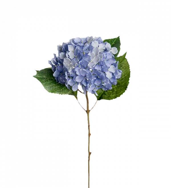 Hortensia blå 40 cm