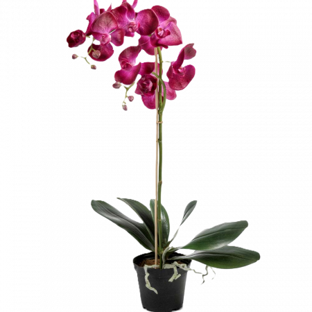 Phalaenopsis LILA 60 cm