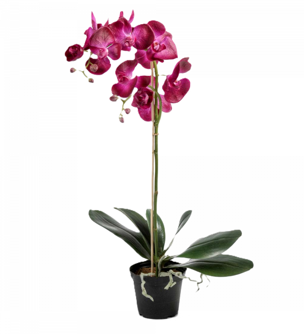 Phalaenopsis LILA 60 cm