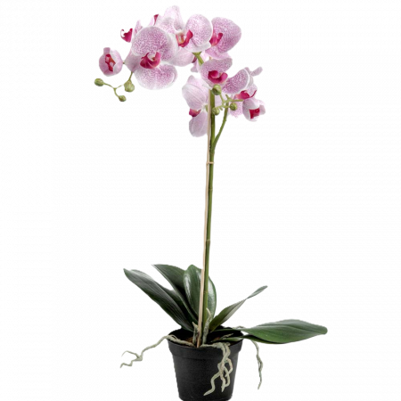 Phalaenopsis ROSA 60 cm