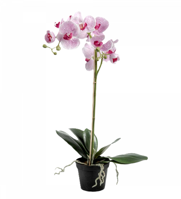 Phalaenopsis ROSA 60 cm
