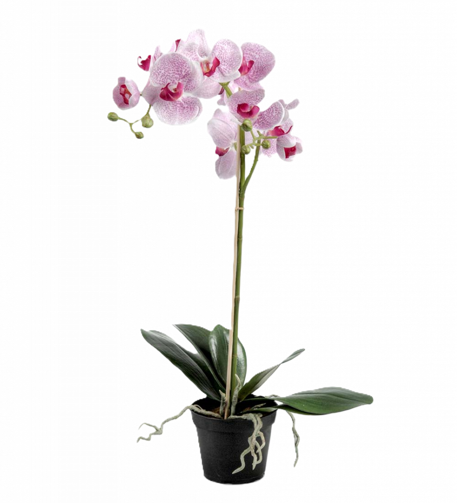 Phalaenopsis ROSA 60 cm