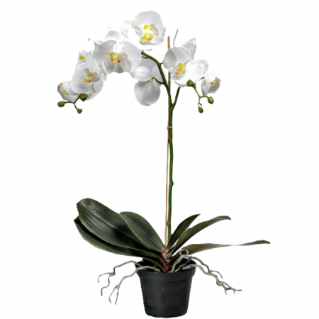 Phalaenopsis VIT 60 cm