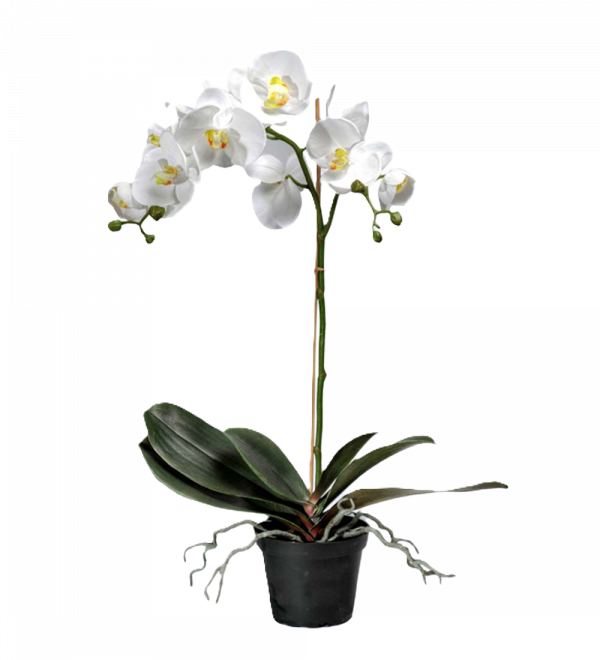 Phalaenopsis VIT 60 cm