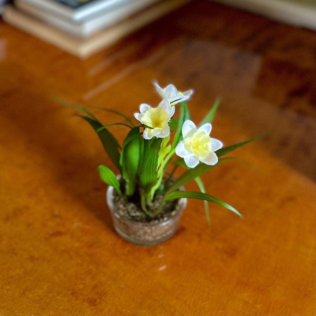 Narciss mini VIT 10 cm