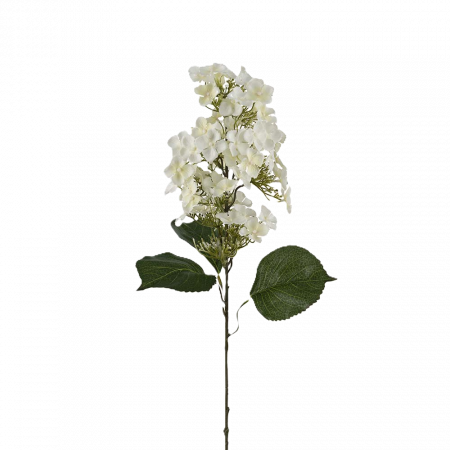 Syrénhortensia vit 80 cm