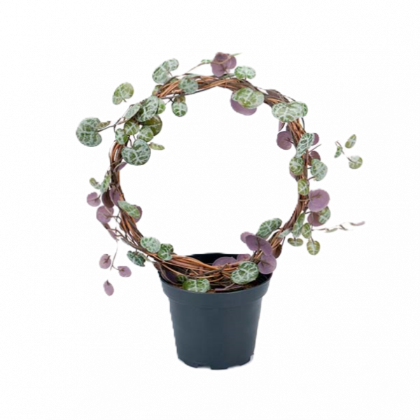 Ceropegia "Hjärtan på tråd" 22 cm